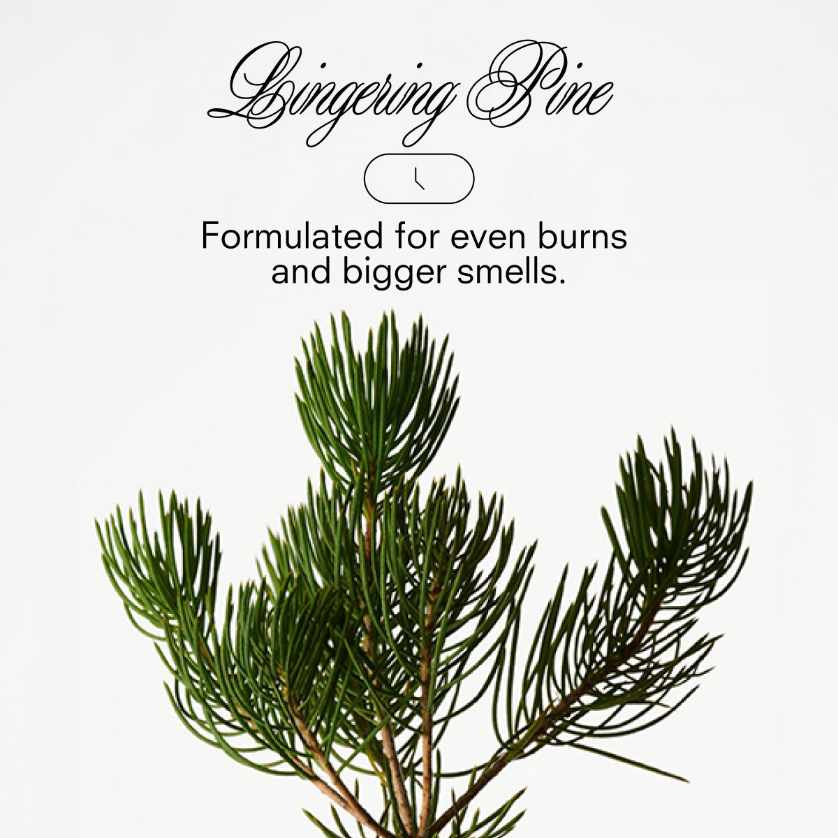 Boy Smells Xxmas Tree Candle
