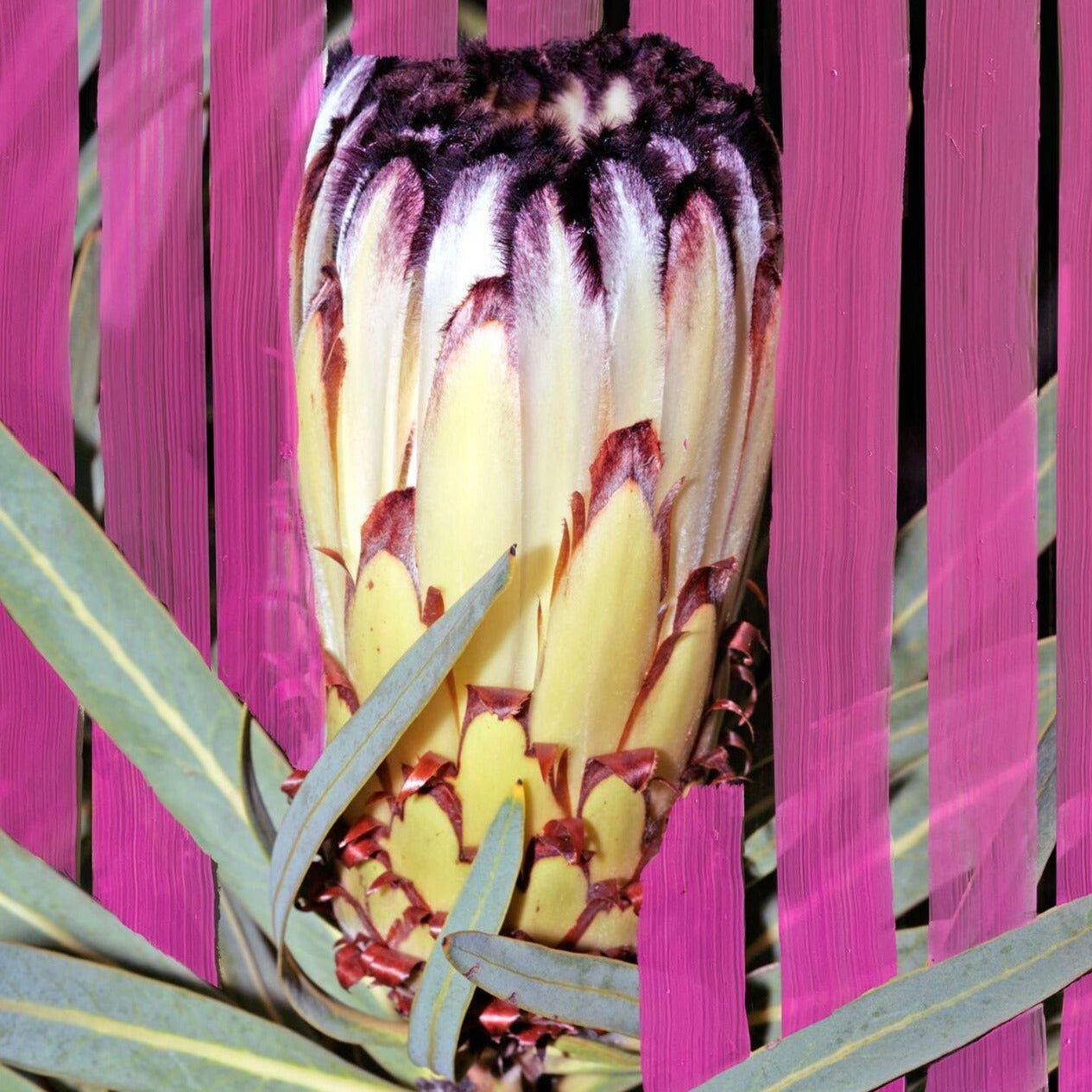 BYREDO Inflorescence